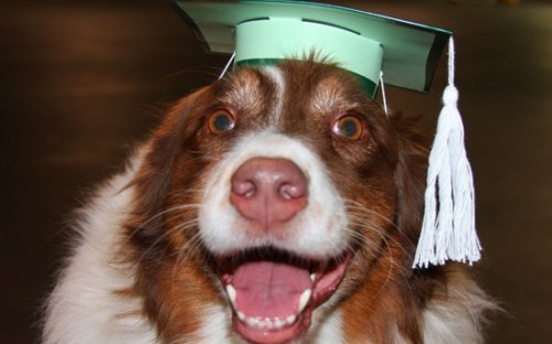If a dog can earn an MBA, can't anyone?