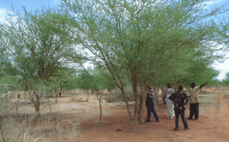 Workers in Burkina Faso begin work on an EcoAct carbon- sink and reforestation scheme. EcoAct runs similar schemes around the world.